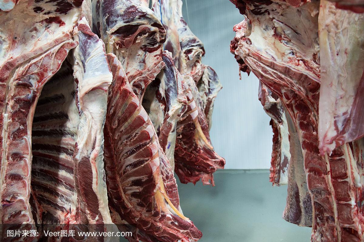 新鲜屠宰的半头牛挂在肉制品加工厂冰箱的钩子上,用于进一步的食品